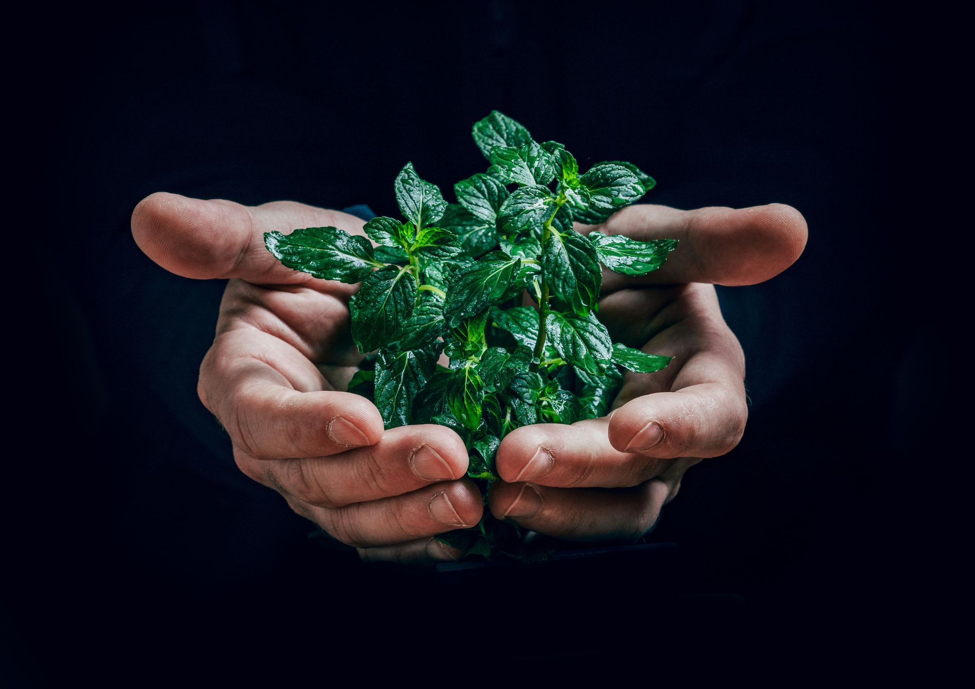 nasce il il Distretto Biologico del Territorio Fiorentino